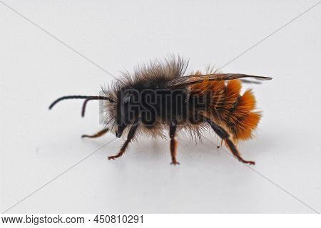 Detailed Closeup On The Colorful And Hairy Male Of The European Orachard Mason Bee, Osmia Conrnuta, 