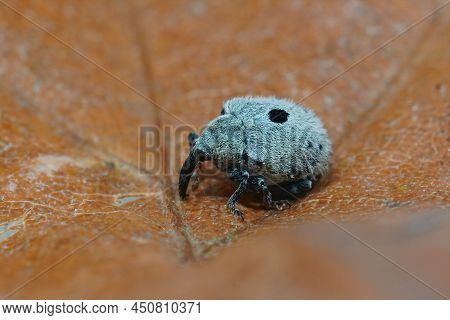 Detailed Closeup On A Small Plant Parasite Weevil Beetle, Cionus Olens, Which Feeds On Verbascum Pla