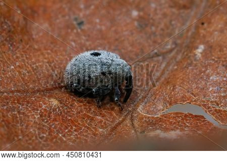 Detailed Closeup On A Small Plant Parasite Weevil Beetle, Cionus Olens, Which Feeds On Verbascum Pla