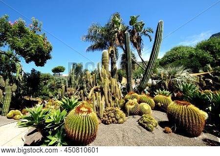 View Of The Cactus Garden Of The Picturesque Island Of Ischia.