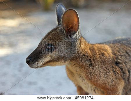 Tammar Wallaby ออสเตรเลีย