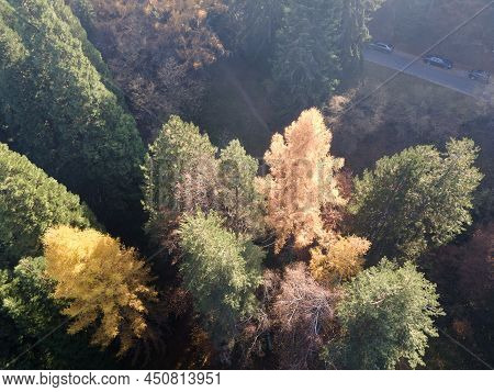 Aerial View Of Old Sequoia Forest, Bulgaria
