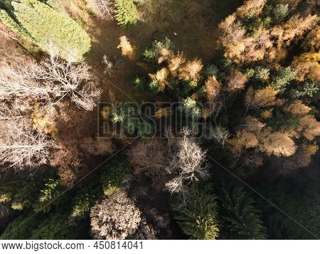 Aerial View Of Old Sequoia Forest, Bulgaria