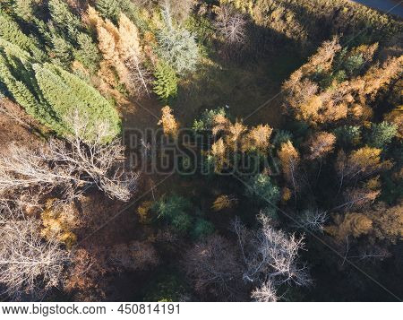 Aerial View Of Old Sequoia Forest Near Village Of Bogoslov, Kyustendil Region, Bulgaria