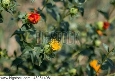 False Saffron, Safflower, American Saffron, Dyer's Saffron, Fake Saffron, Saffron Thistle, Bastard S