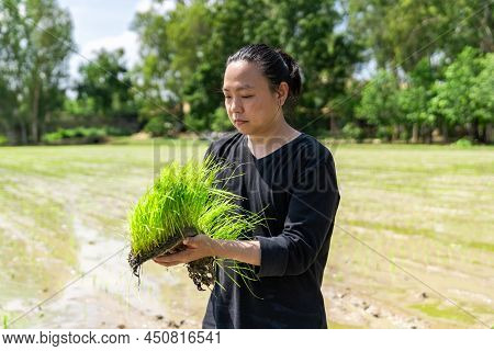 Amateur Asian Man Tests And Tries To Transplant Rice Seedlings In Paddy Rice Field In The Open Sky D