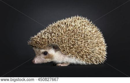 Oak Brown Pygmy Hedgehog, Sitting Side Ways. Looking Ahead Away From Camera. Isolated On A Black Bac