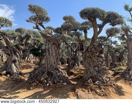 Old Bizarre Olive Trees In The Zimrat Moshav In Southern Israel
