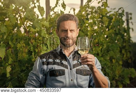 Professional Winegrower On Grape Farm. Bearded Man With Wine Glass. Smiling Enologist With Wineglass