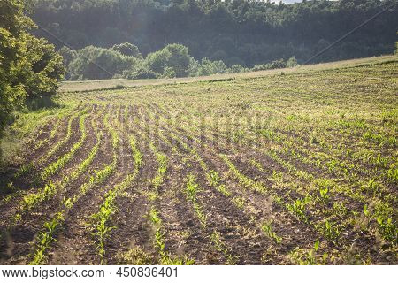 Selective Blur On Furrows On A Agricultural Landscape, A Plowed Field In The Countryside Of Serbia, 