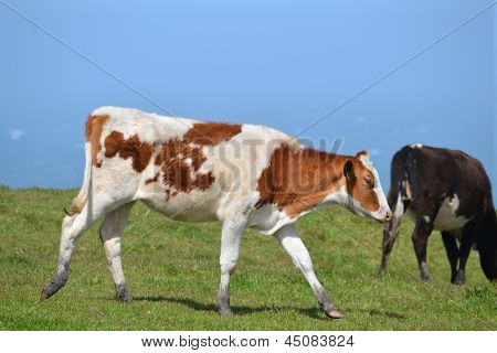 cow