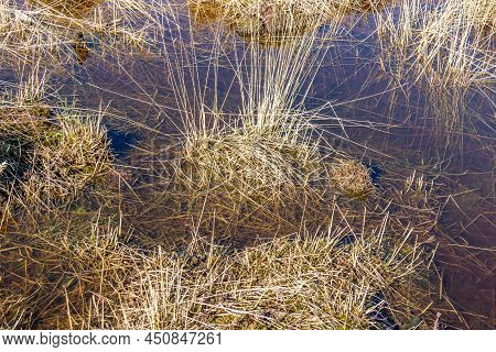 Close-up Of Brown Wild Grass Covered In Water On A Swampy Ground, Sunny Day In The Dutch Nature Rese