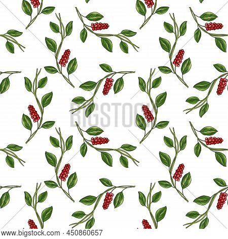 Seamless Pattern With Drawing Plant Of Chinese Magnolia-vine, Schisandra Chinensis At White Backgrou