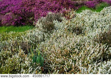 Closeup Of Beautiful Flowering Purple And White Heather, Calluna Vulgaris, Also Known As Ling, In Th