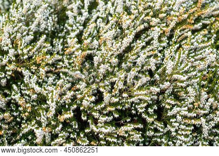 Closeup Of Beautiful Flowering Lucky White Heather Plant, Calluna Vulgaris, Also Known As Ling, In T