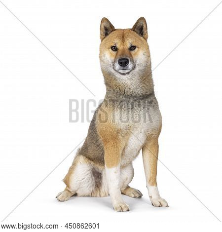 Handsome Shiba Inu Dog, Sitting Up Facing Front. Looking Towards Camera. Isolated On A White Backgro