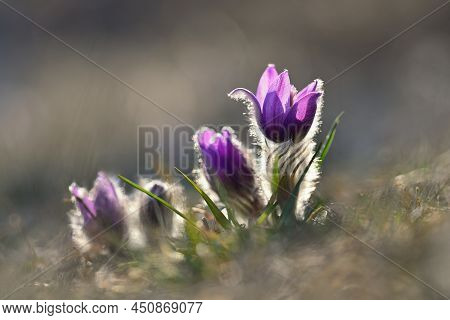 Spring Flowers. Beautifully Blossoming Pasque Flower And Sun With A Natural Colored Background. (pul