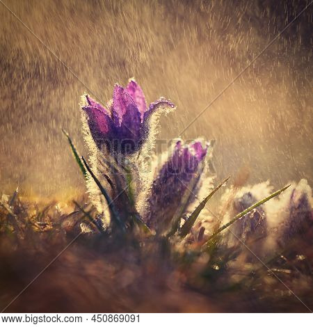 Nice Little Purple Flower In The Spring Rain. Beautiful Nature Background For Spring Time On The Mea