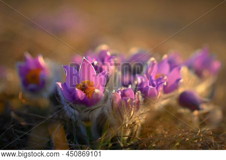 Springtime And Spring Flower. Beautiful Purple Little Furry Pasque-flower. (pulsatilla Grandis) Bloo