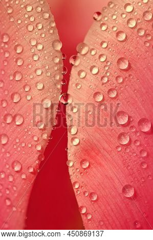 Macro Shot Of Water Drops On A Flower. Spring Background With Flowers. Beautiful Colorful Tulip On A