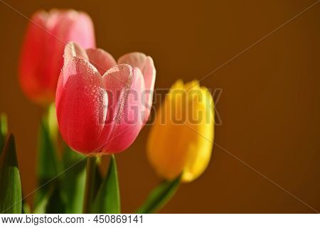 Spring Background With Flowers. Beautiful Colorful Tulip On A Sunny Day. Nature Photography In Sprin