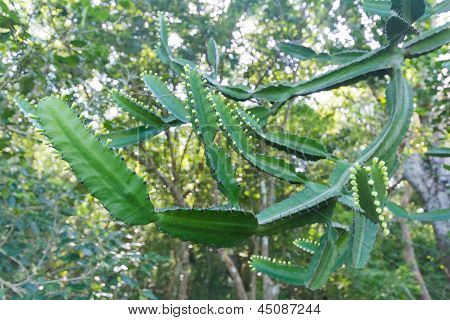 Euphorbia Antiquorum Linn