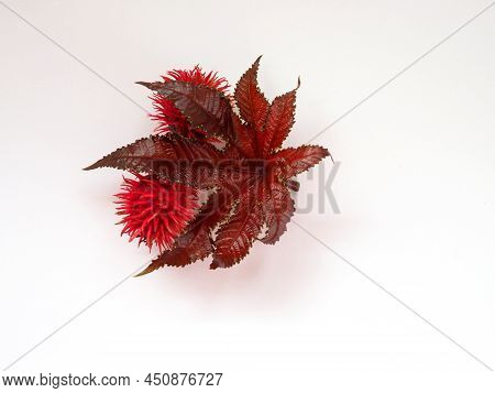 Green Leaves And Red Fluffy Fruits Of Castor Bean Plant Isolated On White Background