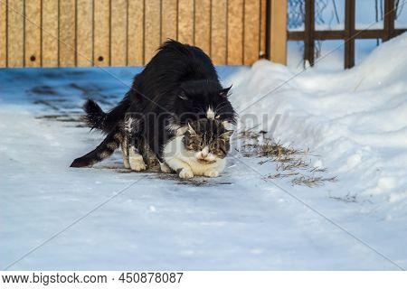 Two Domestic Cats Mating On White Snow In Europe