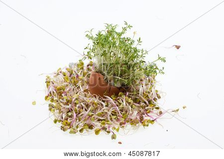 Fresh Alfalfa Sprouts and Spring Easter Egg