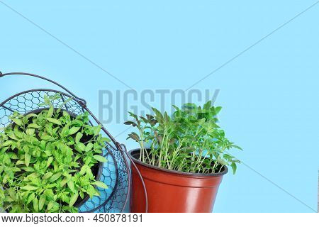 Young Tomato Seedlings In Plastic Pots On Blue Paper Background. 

Spring Nature Concept. Creative L