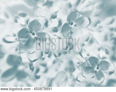 Soft Focus Pastel Flower Background Featuring Abstract, Backdrop And Background