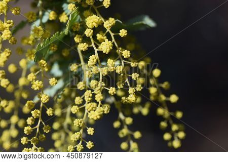 Cootamundra Wattle (acacia Baileyana) Blossoms. Fabaceae Evergreen Tree. The National Flower Of Aust