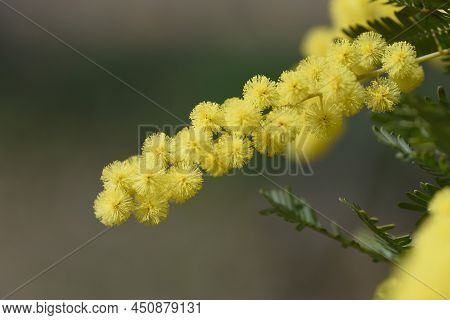 Cootamundra Wattle (acacia Baileyana) Blossoms. Fabaceae Evergreen Tree. The National Flower Of Aust