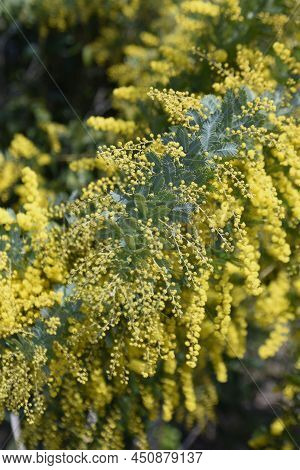 Cootamundra Wattle (acacia Baileyana) Blossoms. Fabaceae Evergreen Tree. The National Flower Of Aust