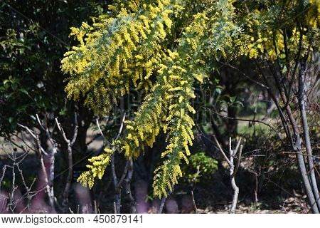 Cootamundra Wattle (acacia Baileyana) Blossoms. Fabaceae Evergreen Tree. The National Flower Of Aust