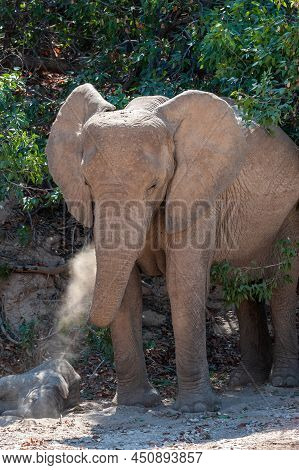 Close-up Head Shot Of A Desert Elephant, Somewhere In Namibia.
