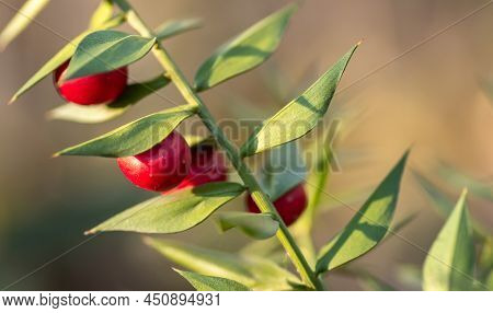 Twigs With Red Berries Of The Evergreen Bushy Plant Ruscus Aculeatus.