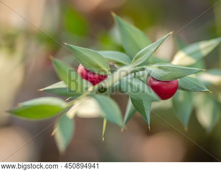 Twigs With Red Berries Of The Evergreen Bushy Plant Ruscus Aculeatus.