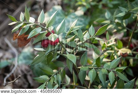 Twigs With Red Berries Of The Evergreen Bushy Plant Ruscus Aculeatus.