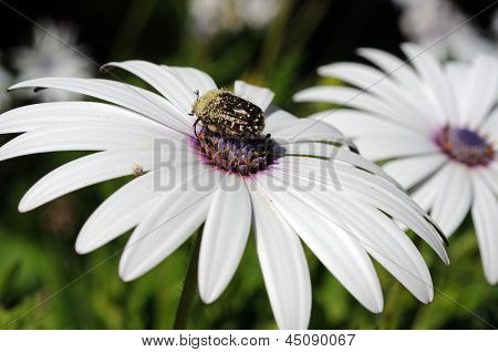 Scarabeo su bianco osteospermum.