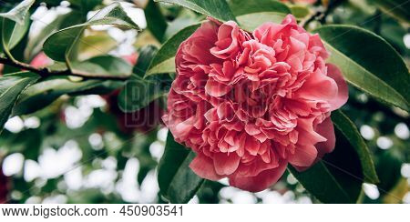 Beautiful Pink Evergreen Camellia Tree With Blooming Flowers During Springtime In English Garden, Uk