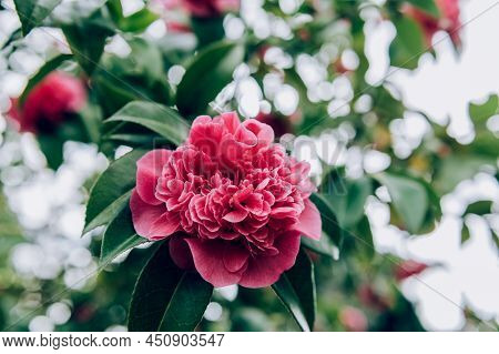 Beautiful Pink Evergreen Camellia Tree With Blooming Flowers During Springtime In English Garden, Uk
