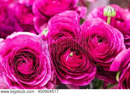 The Background Of Ranunculus Colors Is Gently Pink. A Riotous Peony-shaped Rose Bouquet