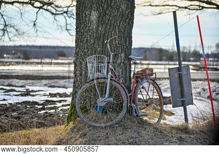 Bicycle Leaning Against An Old Tree Near Road