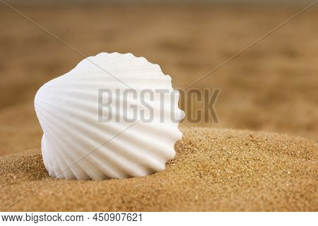 White Seashell On The Sand. Side View