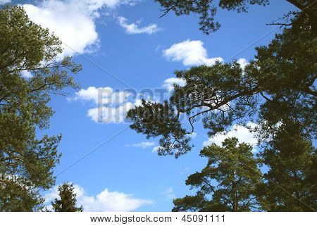 Skyerne gennem fyrreskov