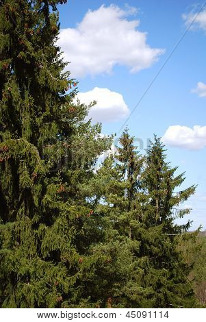 Skyerne gennem fyrreskov