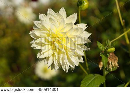 Canary Fubuki. They Are Blooming Yellow Dahlia In The Garden. Dahlia Is A Genus Of Bushy, Tuberous, 