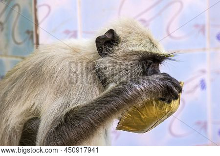 Monkey In Sariska National Park Drinks Water Out Of A Palm Leaf
