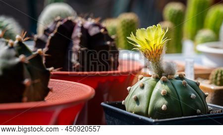 Close Up Of Large Funnel-shaped Yellow Flower Of Astrophytum Asterias Cactus Blooming. Astrophytum O